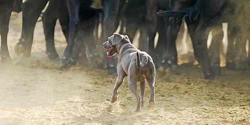 Blue Lacy keeps her cows in line